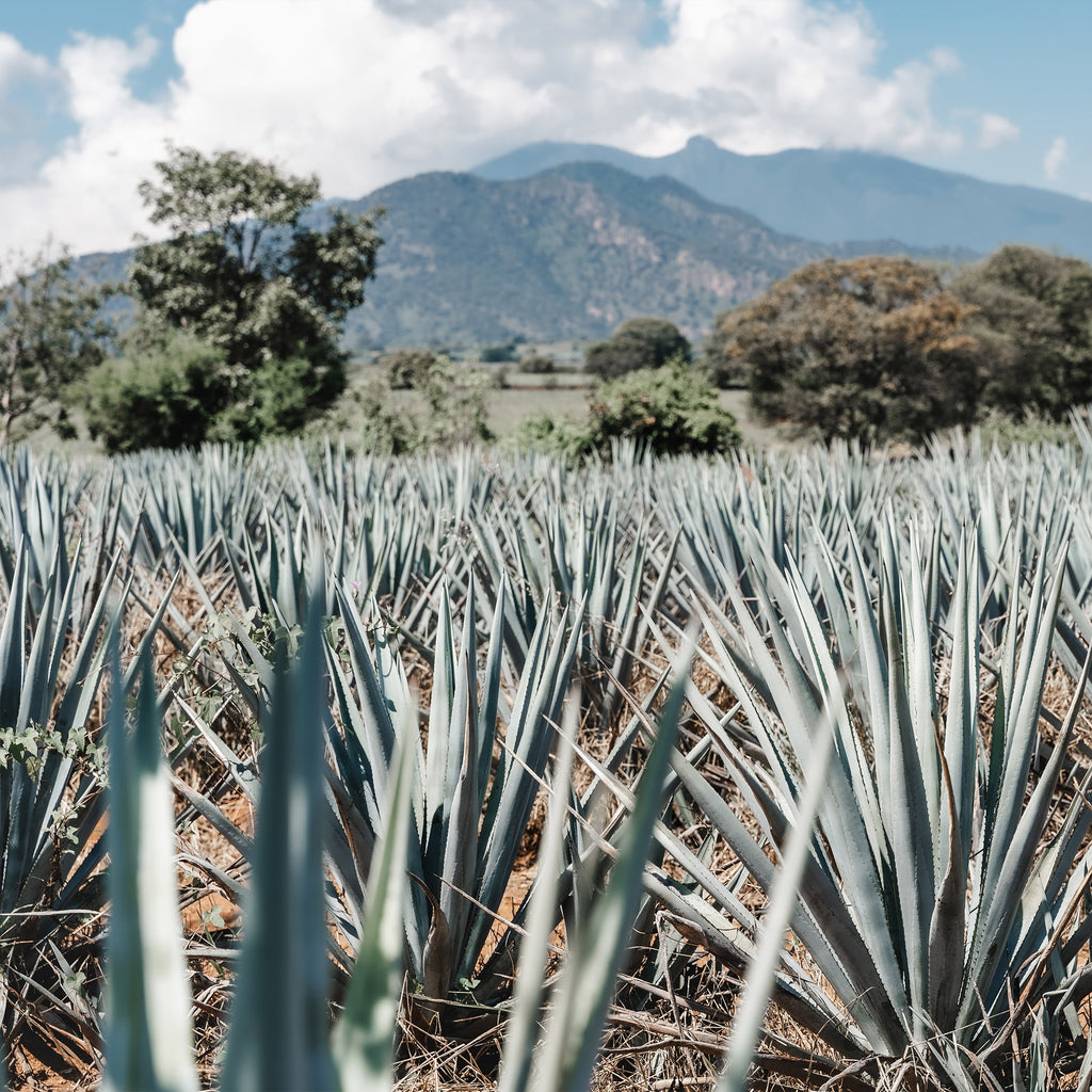 What is Tequila made from?